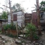 mangui