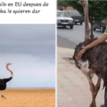 Los-mejores-memes-sobre-la-carne-de-avestruz-en-Cuba-que-han-compartido-los-cubanos-696×365