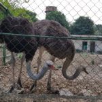 Yusimí y Julito (1)