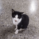 gato