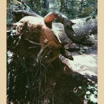 JHB árbol raro-1