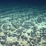 2019 Southeastern U.S. Deep-sea Exploration – Remotely Operated