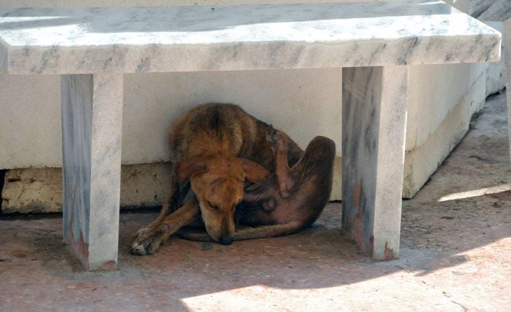 Perro callejero en Cuba / Foto: 5 de septiembre
