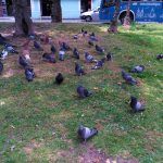 palomas-quito