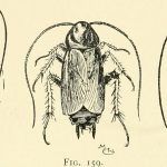 cucarachas