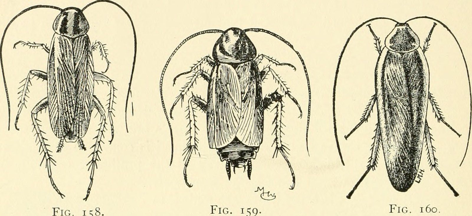 De ‘American insects’ (1905), por Kellogg, Vernon L. (Vernon Lyman), 1867-1937 / Imagen: Vía flickr.com