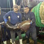 Crew on the Zhen Fa 7 hold up large, brown squid