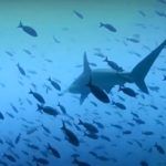 Pesca ilegal de tiburones y otras especies en los mares de las Islas Galápagos