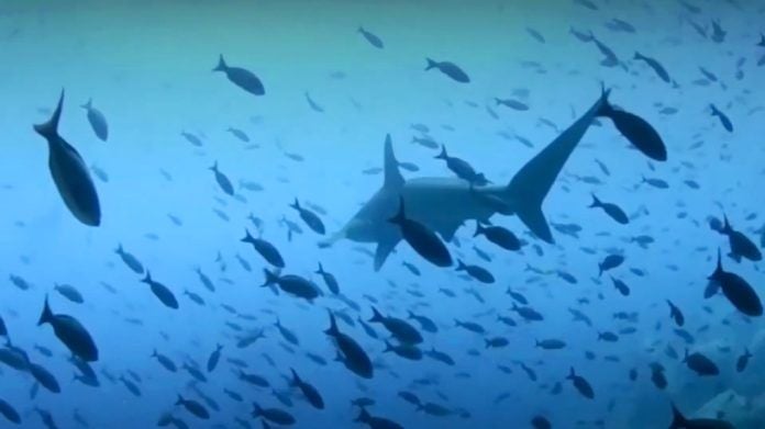 Pesca ilegal en las Galápagos. Tiburones y otras especies amenazadas por la sobrexplotación pesquera de esos mares.