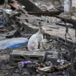 gato gaza