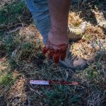 Cerdos de Navidad-Ruber Osoria-18