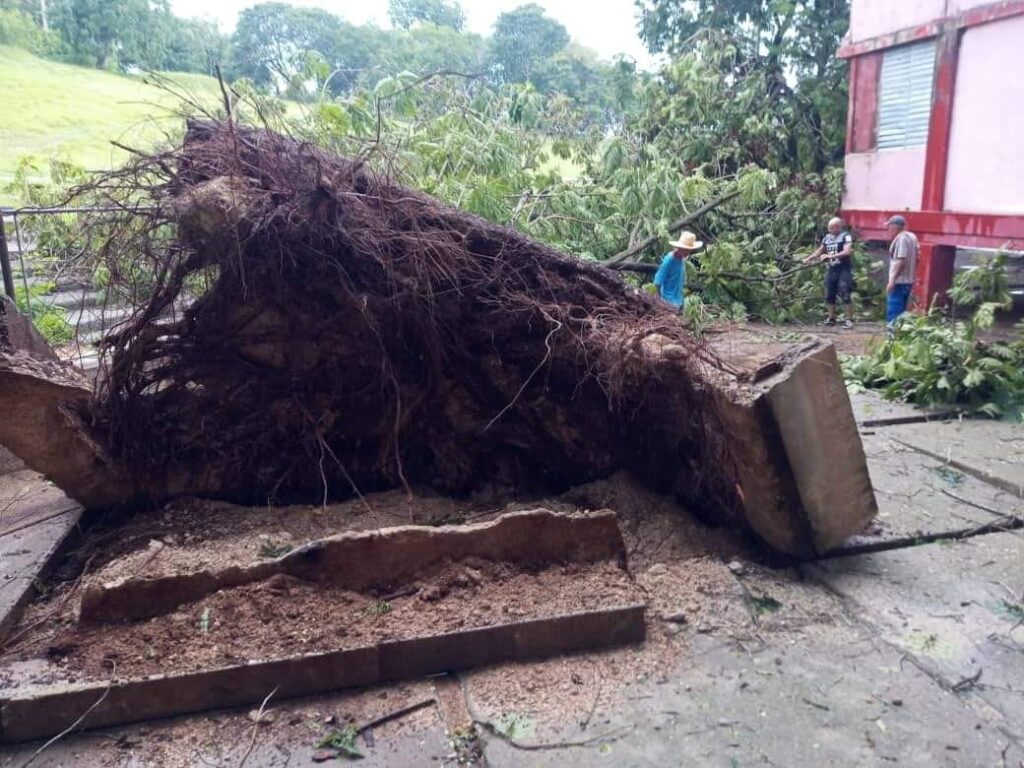 Árbol caído en Manzanillo, Granma, por los vientos de Beryl