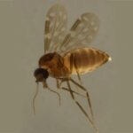 Cullicoides paraensis