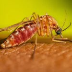 mosquito culex