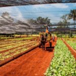 La agricultura cubana en crisis productiva