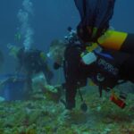 In the heart of the Indian Ocean atolls. Aboard a scientific expedition 4_79350-2x