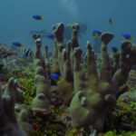 In the heart of the Indian Ocean atolls. Aboard a scientific expedition_79150-2x