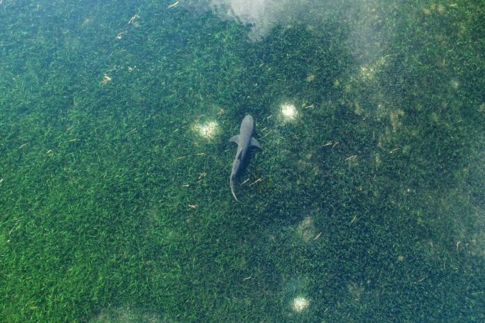 Tiburón joven nadando en una pradera marina (Mar del Sur de China, 2018). Las praderas marinas actúan como criaderos de tiburones y otras especies de peces, lo que las hace fundamentales para la industria pesquera, sustentando la producción de aproximadamente una quinta parte de las pesquerías más grandes del mundo.