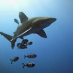 oceanic_whitetip_shark NOAA