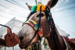 Linda Esperanza Aragón. Celebrar al burro.
