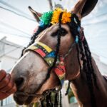 Celebrar al burro-9