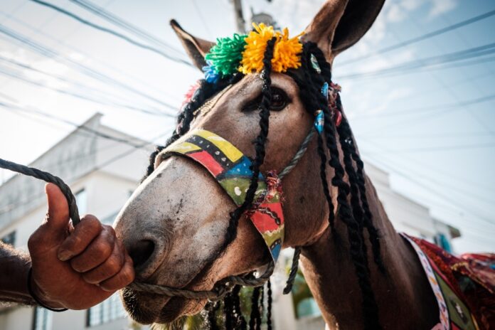 Linda Esperanza Aragón. Celebrar al burro.