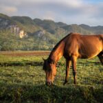 Acuáticos, Viñales-Marcel Villa-13
