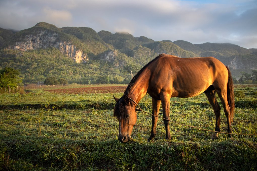 Los últimos acuáticos de Viñales, en Pinar del Río, Cuba