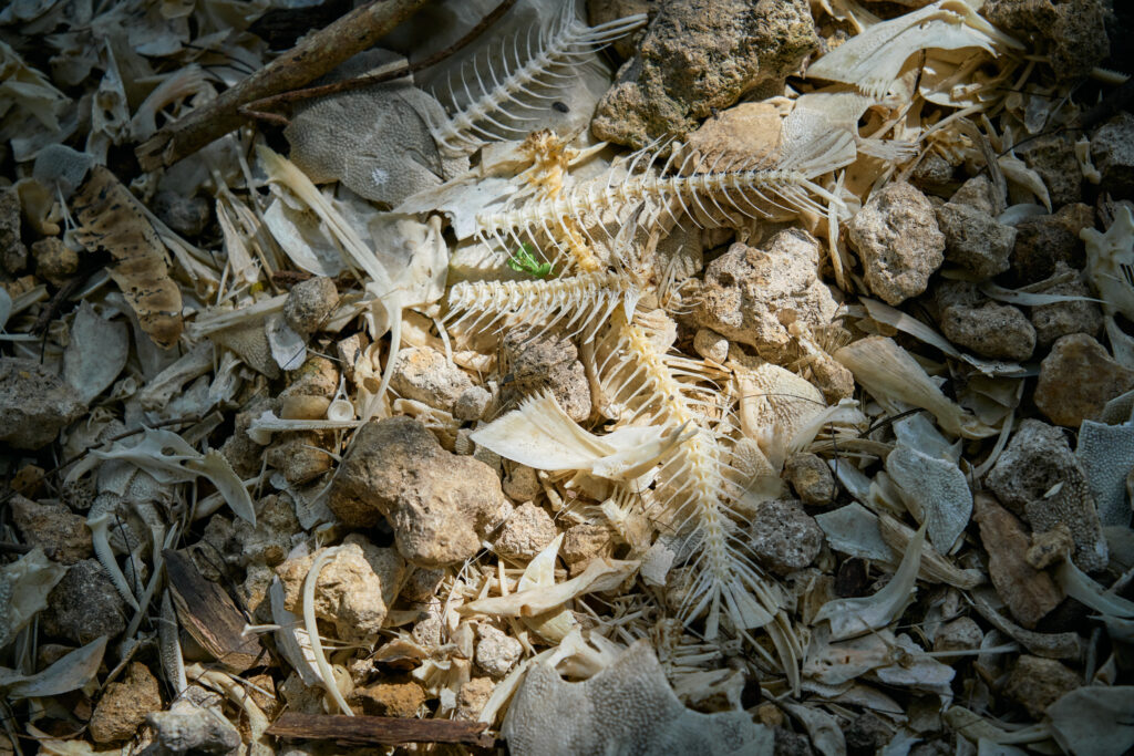 Restos de peces acumulados durante años / Foto: David López